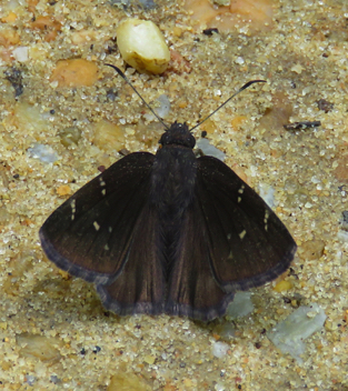 Northern Cloudywing